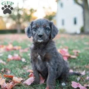 Paige, Mini Goldendoodle Puppy